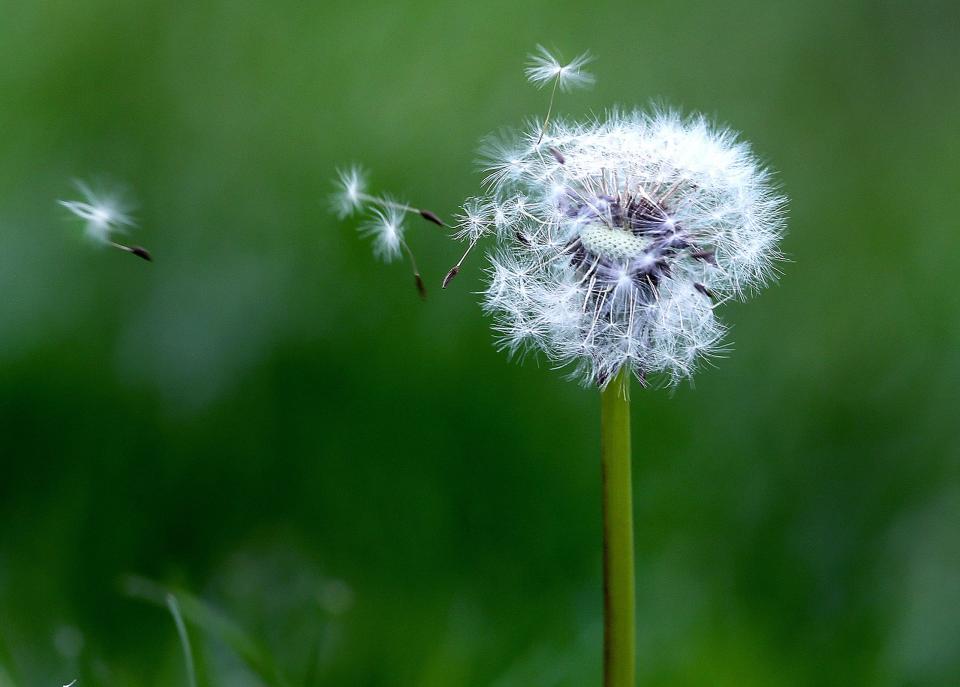 A dandelion sheds some of its seeds in Washington Park Tuesday May 3, 2022. [Thomas J. Turney/ The State Journal-Register]