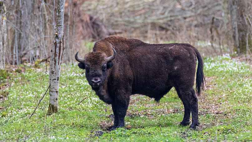 European Bison in Białowieża Forest, Poland. 