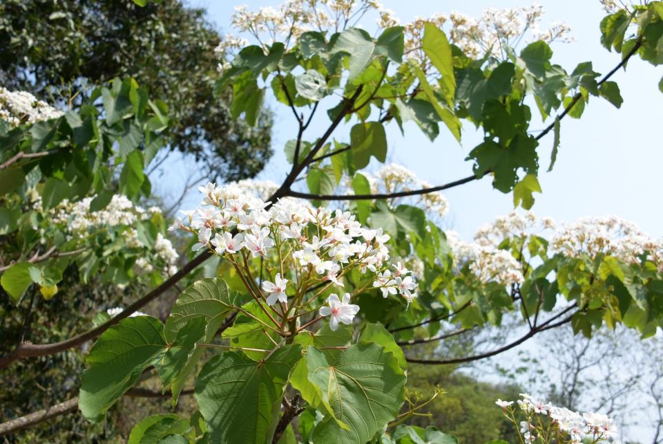 縣府規劃了8條必訪的賞桐花景點。   圖：彰化文化局／提供