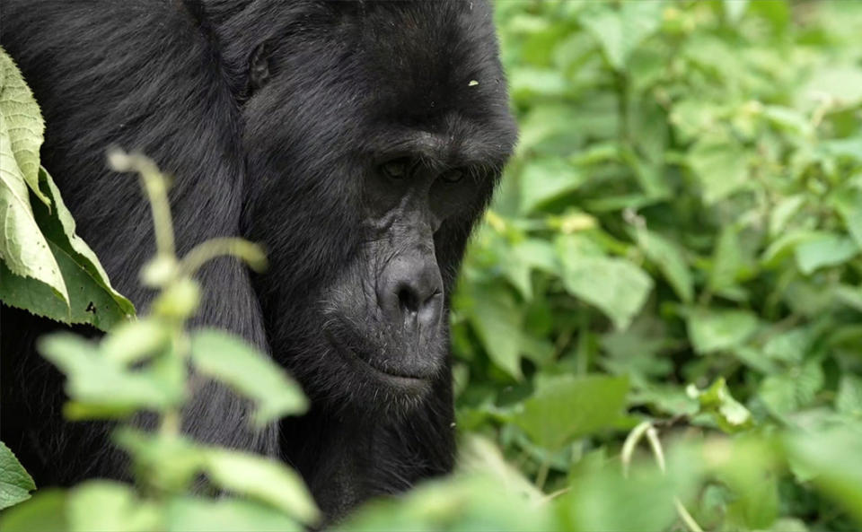 Mountain gorilla