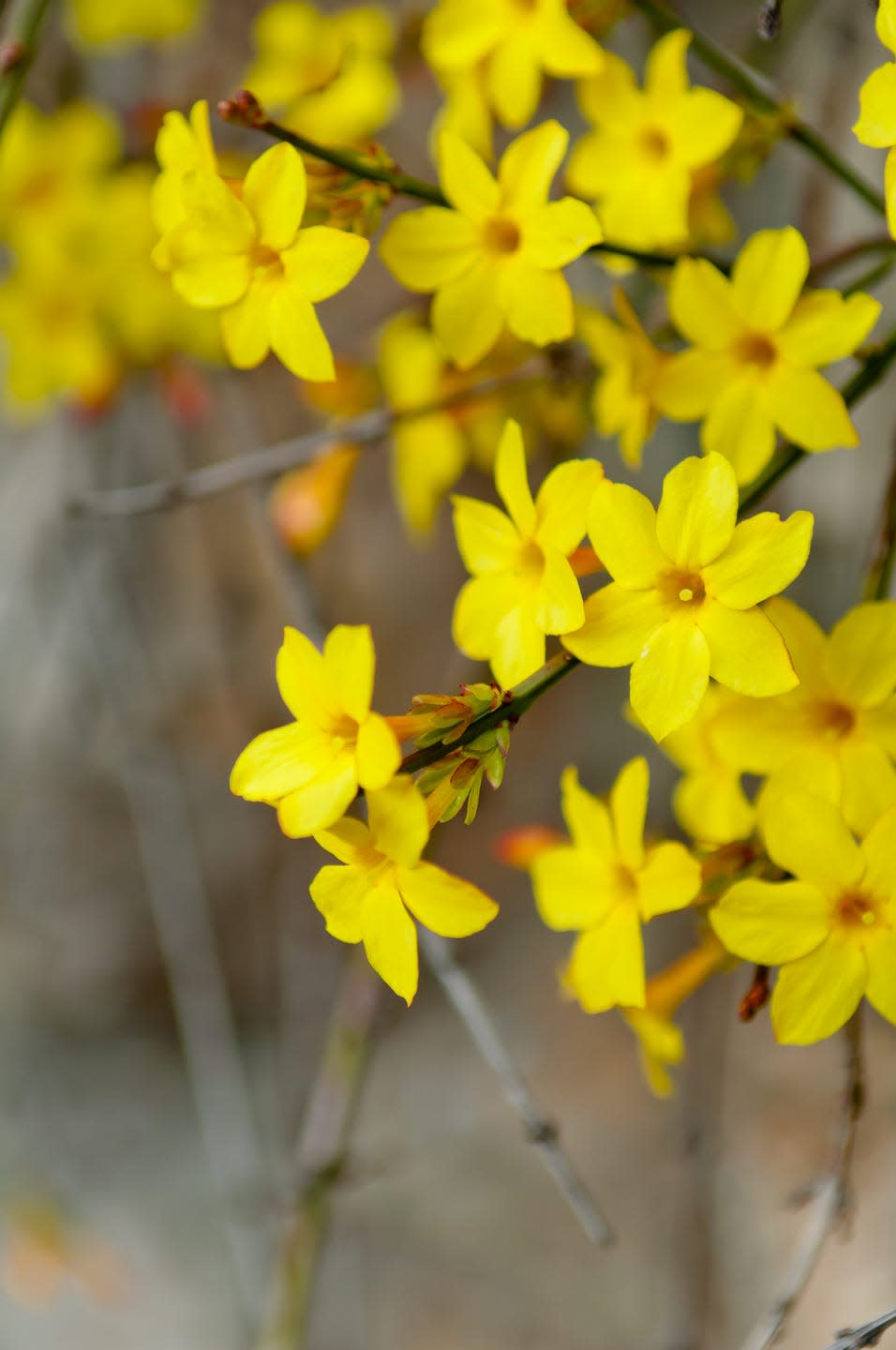 winter flowers jasmine nudiflorum