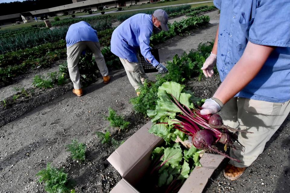 Inmates at Eastern Correctional Institution in Somerset County tend gardens on the prison grounds, growing thousands of pounds of organic produce each year that are given to local families.