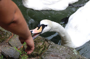 Swan attack