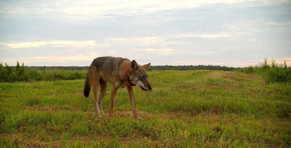 A red wolf crosses a field in North Carolina.