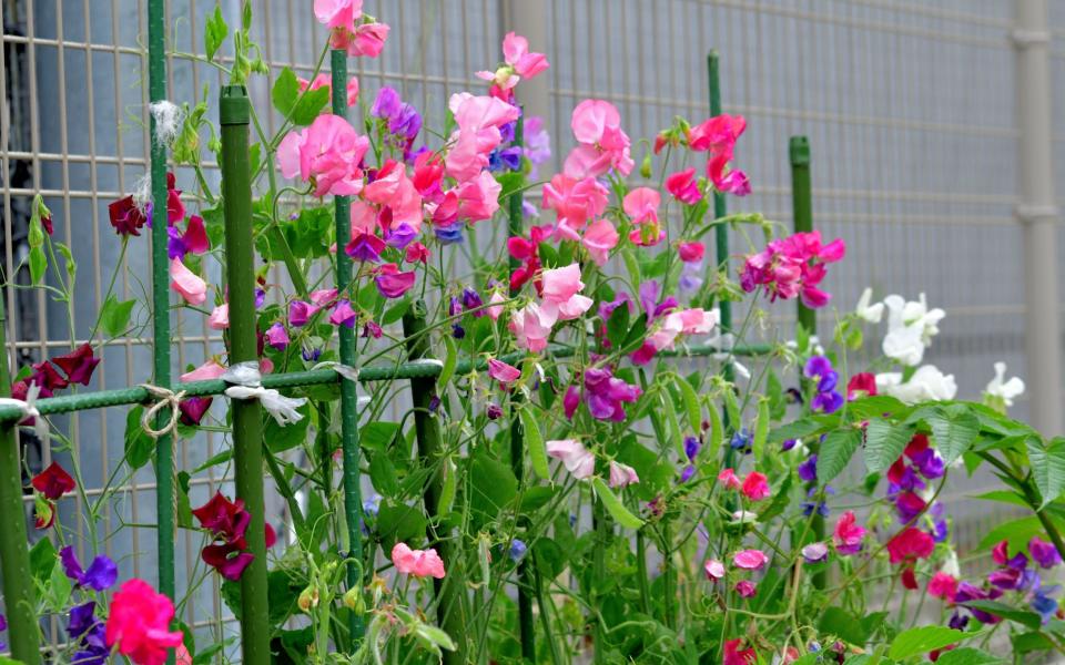 sweet peas