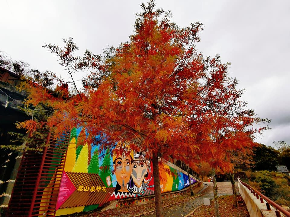 ▲搭乘觀巴梨山楓之谷1956秘密花園賞楓(圖／參山處提供2021.10.13)