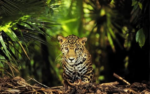 Belize is packed with jaguars - Credit: GETTY