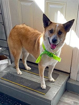 Prince Eric can be adopted at the Jersey Shore Animal Center in Brick.