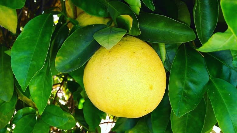 Yellow grapefruit in tree