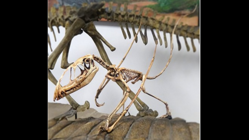 This skeleton of a pterosaur is on display at the Rainbow Forest Museum at Petrified Forest National Park in Arizona