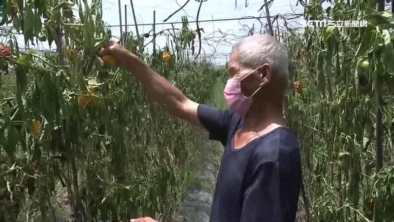 屏東彩椒因疫情關係滯銷。