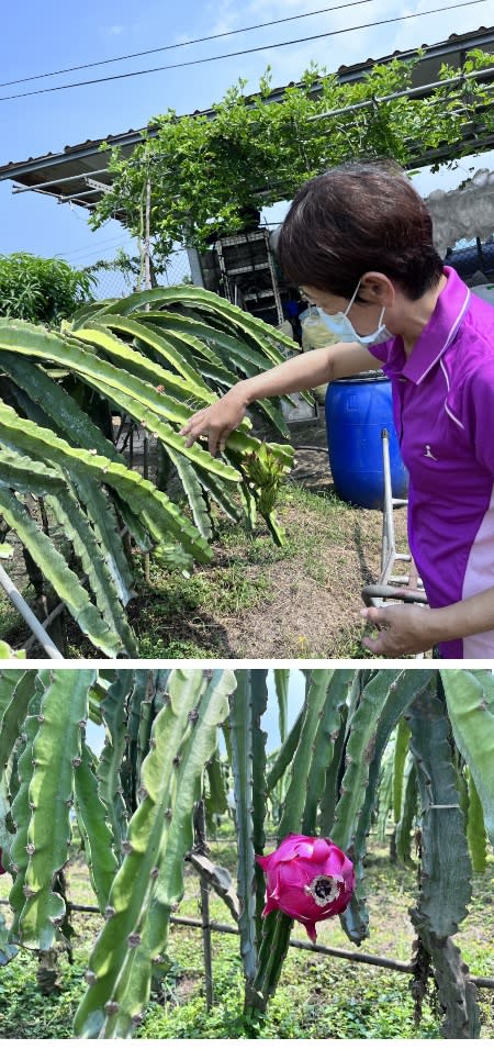 賀！岡山農友邱林玉秋榮獲全國紅龍果亞軍