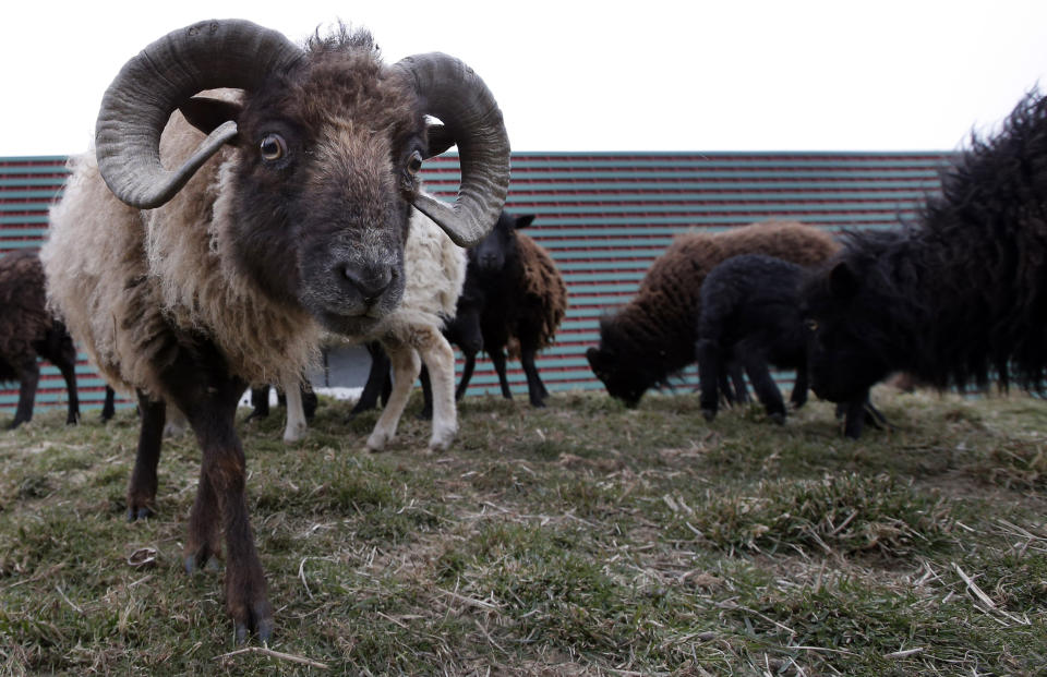 In this photo dated Thursday, April 4, 2013, sheep used in replacement of lawn mowers graze the lawns at a truck warehouse at Evry, south of Paris. Paris is enlisting the help of a small flock of sheep to keep the city’s grass trim to replace gas-guzzling lawnmowers. (AP Photo/Francois Mori)