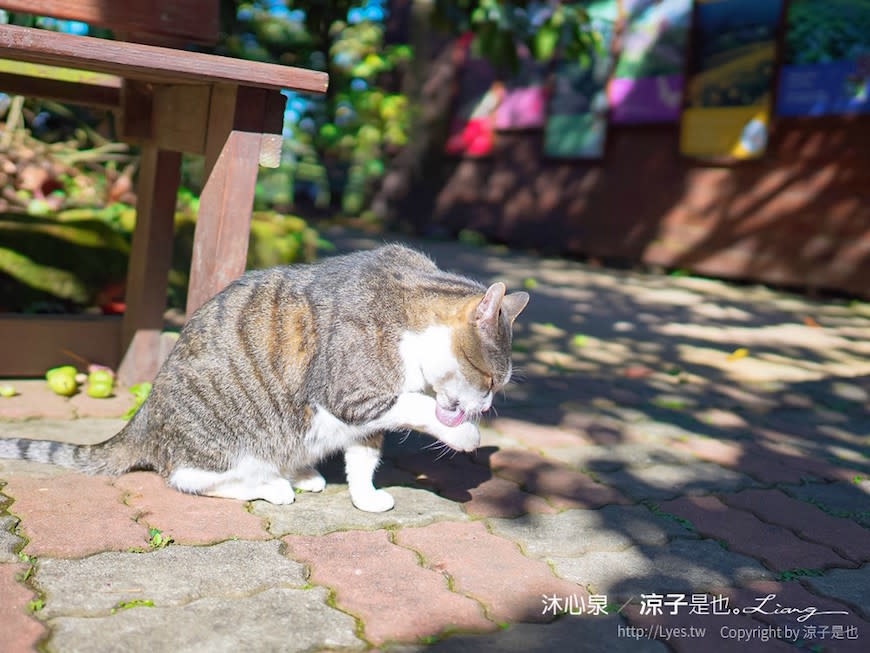 台中新社｜沐心泉休閒農場