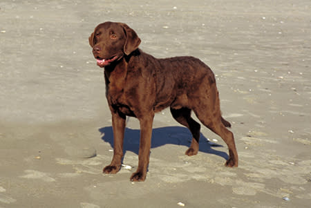 Maryland: Chesapeake Bay Retriever (1964)