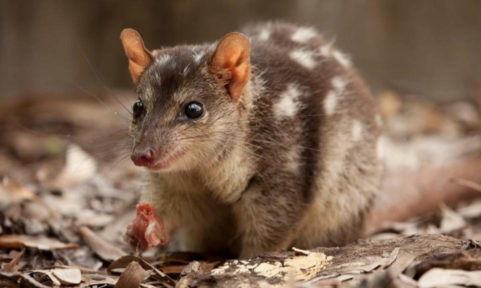 A northern quoll