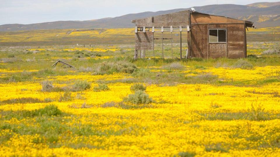 A decaying structure in California Valley is surrounded by wildflowers. Wildflower fans turned out along Highway 58 on April 7, 2023. A series of drenching atmospheric river storms filled creeks and made for a solid wildflower season.