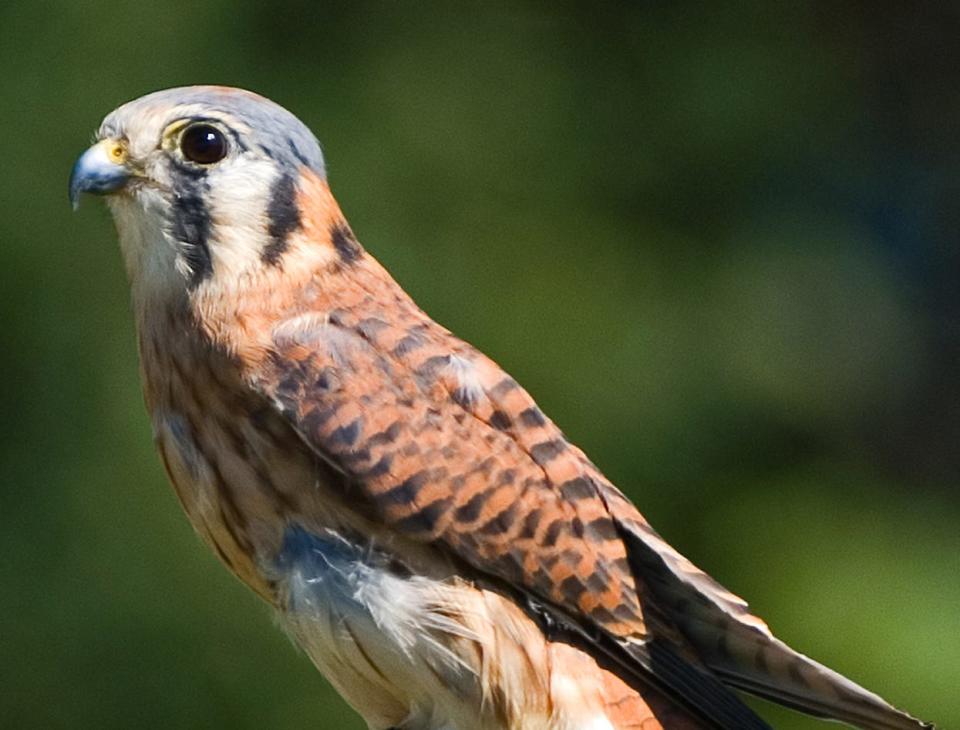 You might spot an American kestrel, the smallest falcon in North America, in one of the nesting boxes at Fisherville.