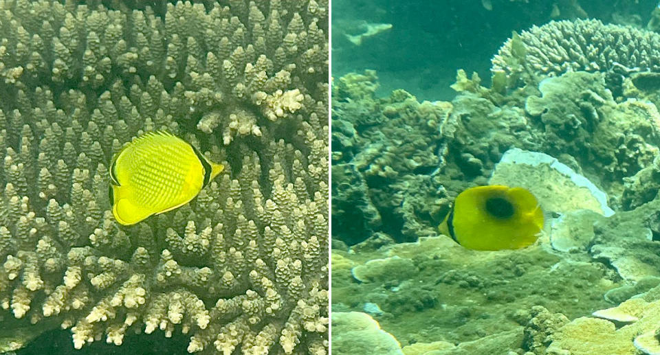 The butterfly fish species swimming in the island's reefs.