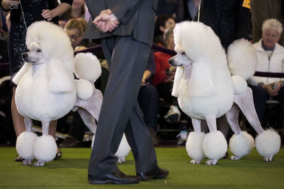 Westminster Dog Show Photos They Don't Want You to See