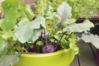 <p>Did you know that you don’t need a raised garden bed to grow vegetables such as potatoes, carrots, turnips and parsnips? If you do have the garden space, you can still grow them in the ground, but balconies are an ideal place to grow and harvest root vegetables.</p><p>The experts do suggest ensuring that the pots used for your crops are at least 40cm deep to give the vegetables enough room to grow.</p>