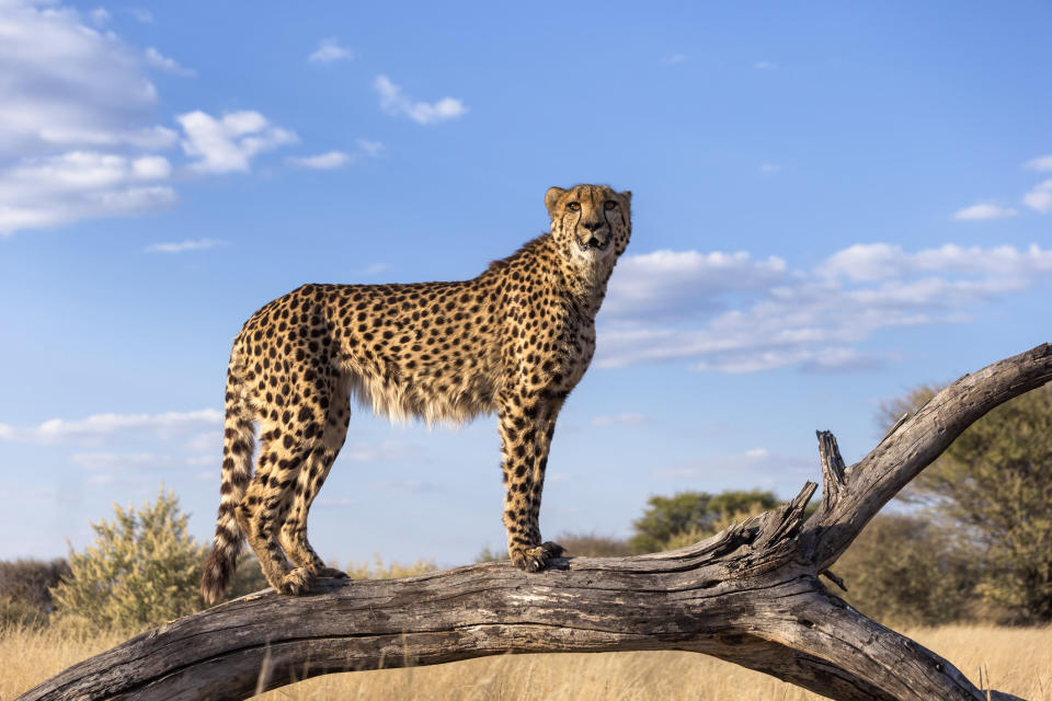 a cheetah on a log