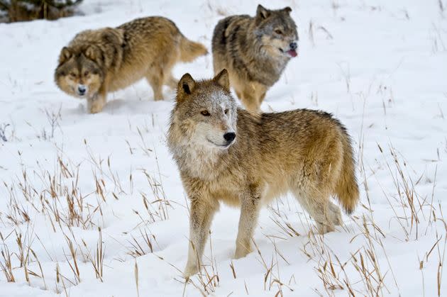 Gray wolves in Montana. (Photo: Dennis Fast/VWPics/Universal Images Group via Getty Images)