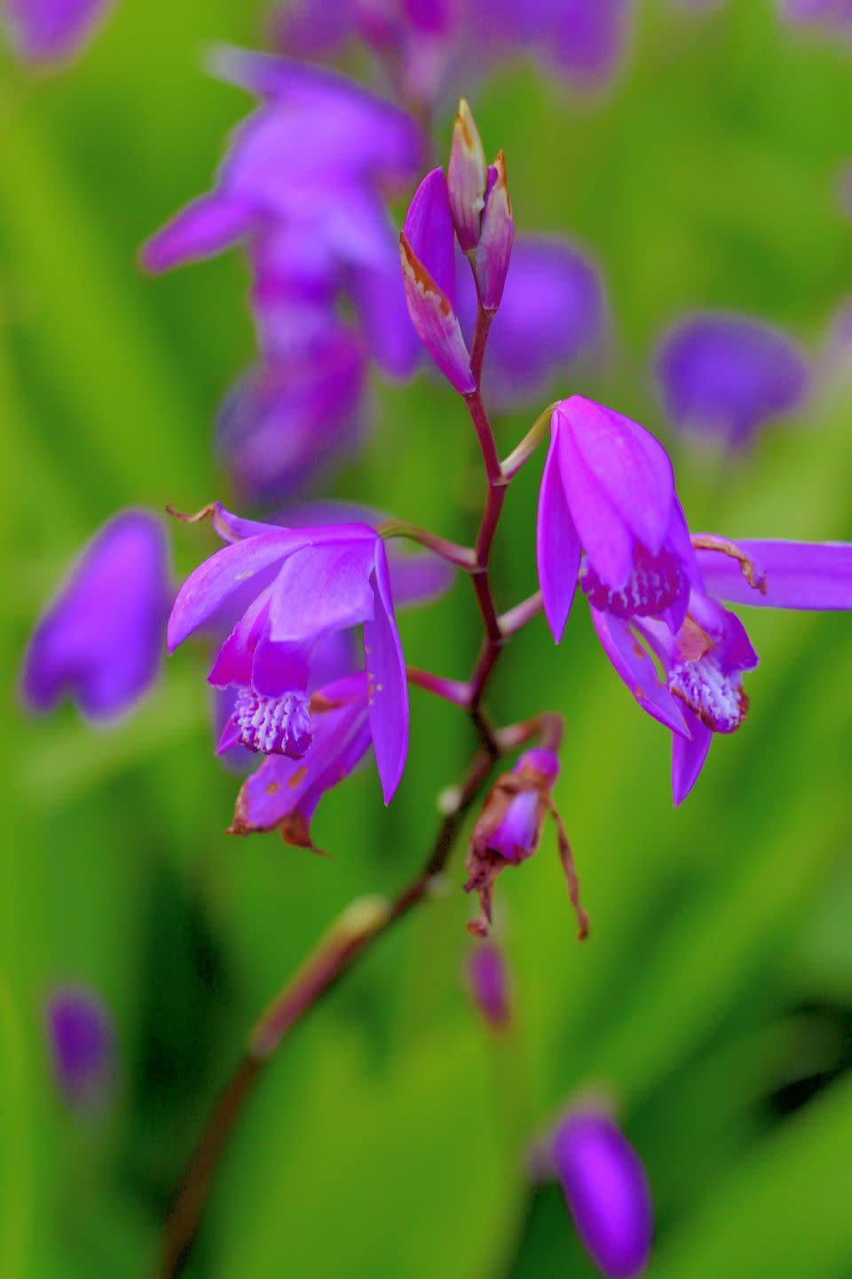 bletilla striata hyacinth orchid