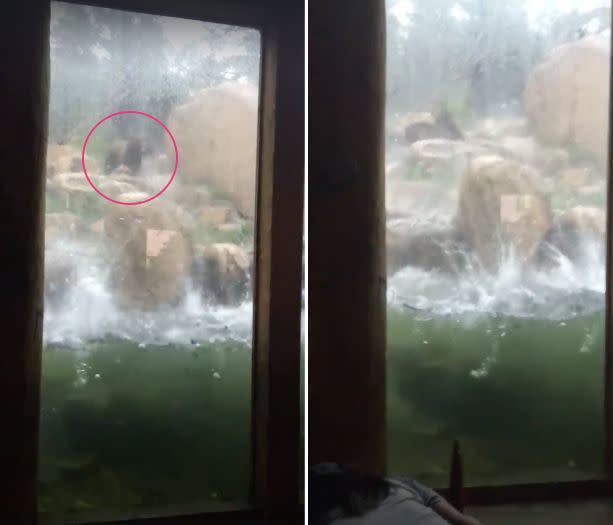 One of two bears (left) is seen attempting to dodge hail as it pounded the Cheyenne Mountain Zoo in Colorado Springs on Monday. (Photo: Storyful)