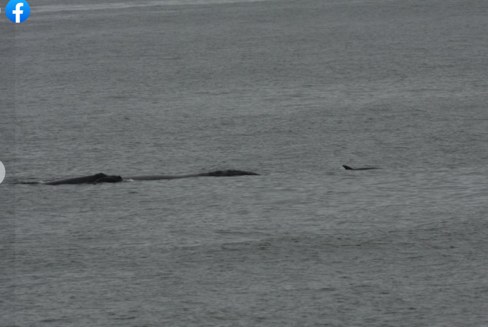 16-year-old “Millipede” and her calf seen in the waters off Vilano Beach, FL, swimming with a pod of bottlenose dolphins.