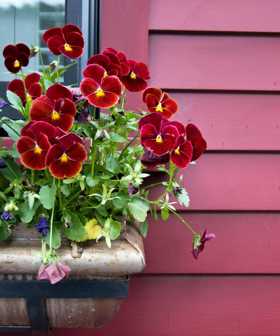 window box with red pansies