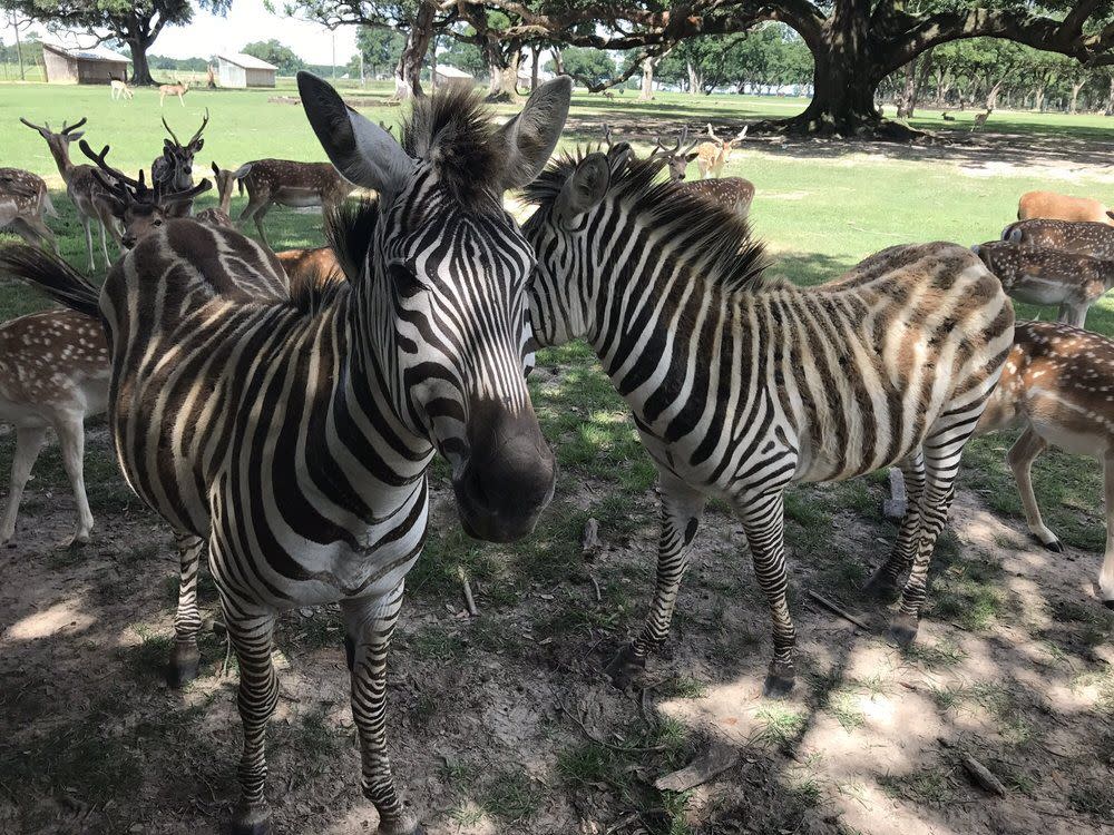 Global Wildlife Center, Folsom, Louisiana