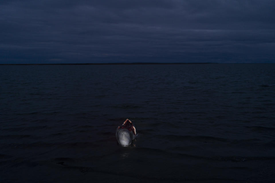 A beluga whale carcass lies in the ocean water after it was carved for meat by villagers in Shishmaref, Alaska, Monday, Oct. 3, 2022. (AP Photo/Jae C. Hong)