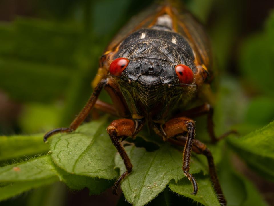 A cicada with red eyes lays on a leaf, looking head on at the camera.
