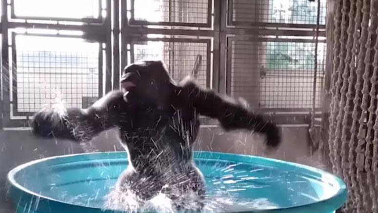 A splashing panda is getting almost as much as attention as Zola the dancing gorilla.