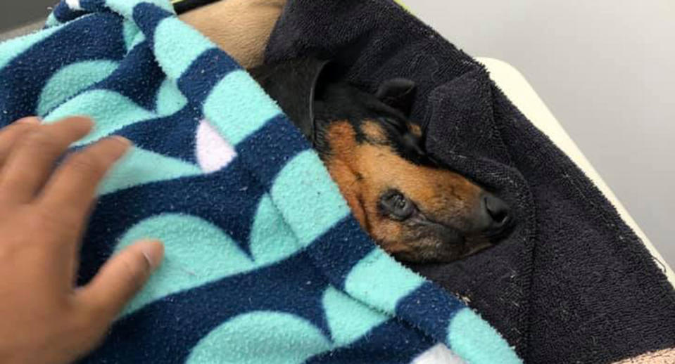 Pictured is Coco the dog laying under a sheet.