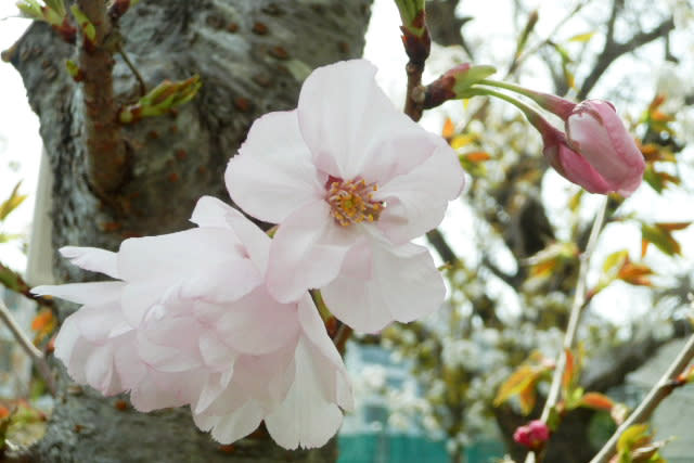 Japan Travel｜Osaka Mint will be open for seven days starting from April 5!  141 kinds of cherry blossoms create a 560-meter cherry blossom tunnel, and online reservations are available from now on (with a list of registration steps)