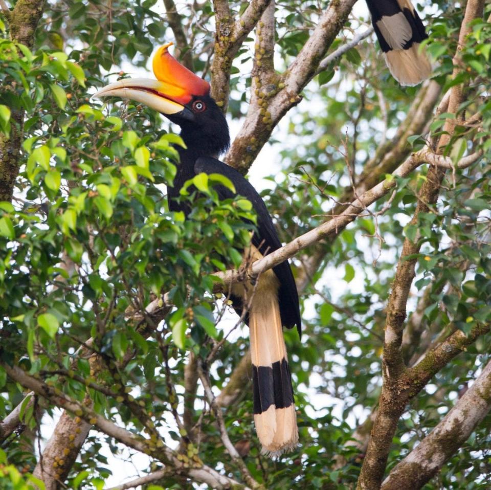 Hornbills σε ένα δέντρο τροπικού δάσους, εθνικό πάρκο Taman Negara, Μαλαισία