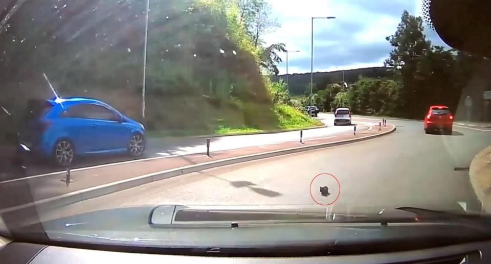 This is the moment a kitten was scooped up from the middle of a busy road after it was thrown -- from a moving car (RSPCA/SWNS)