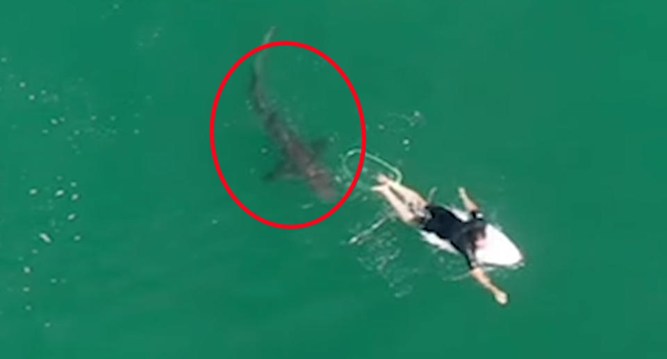 Matt Wilkinson did not notice the 1.5-metre shark behind him. Source: Surf Life Saving NSW