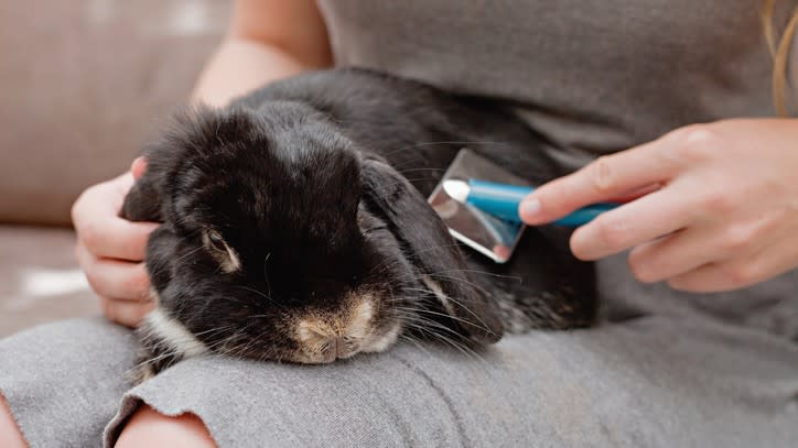  Rabbit grooming. 