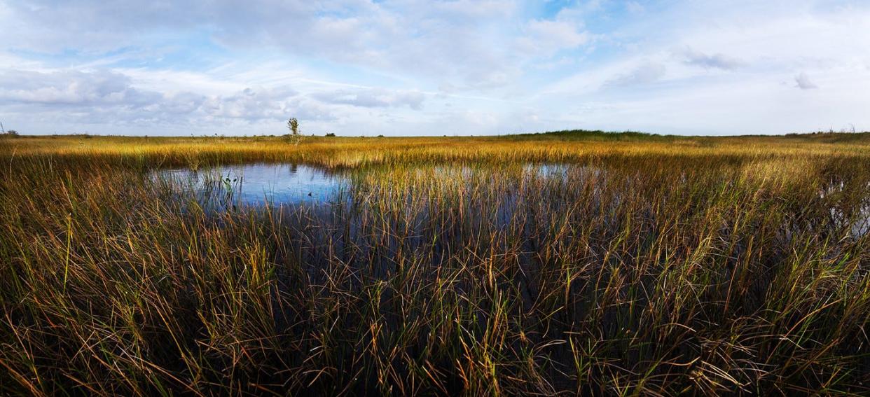 The Everglades is often referred to as the River of Grass.