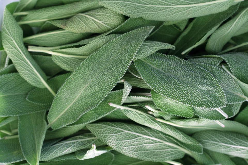 <p>Earning the nickname 'Sage the Saviour' in the Middle Ages for its therapeutic powers, sage is a natural mind stimulant – with a strong earthy aroma – which has a strengthening effect on the senses to help ease negative moods.</p><p>It's packed with composites that act as antioxidants, which have been shown to buffer the brain’s defence system and promote long-term emotional wellbeing.<br></p>