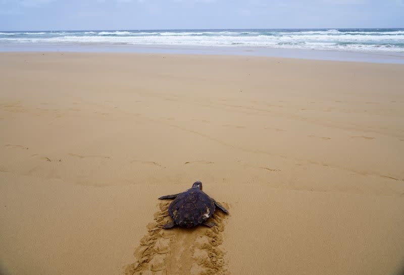 A Caretta caretta turtle, which was rescued from a fishing line in April and then recovered in a conservation centre, makes its way along Cofete beach in the Canary island of Fuerteventura