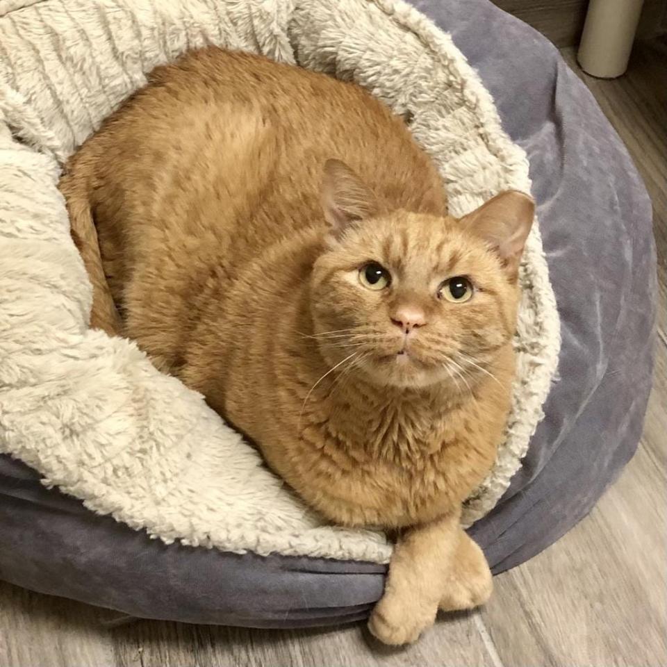 Midas is a sweet old soul who is affectionate, playful and talkative. He has Stage 2 renal disease and receives daily medication and twice a week SC fluid. SPCA Florida will support his future health needs thanks to the generosity of two donors.