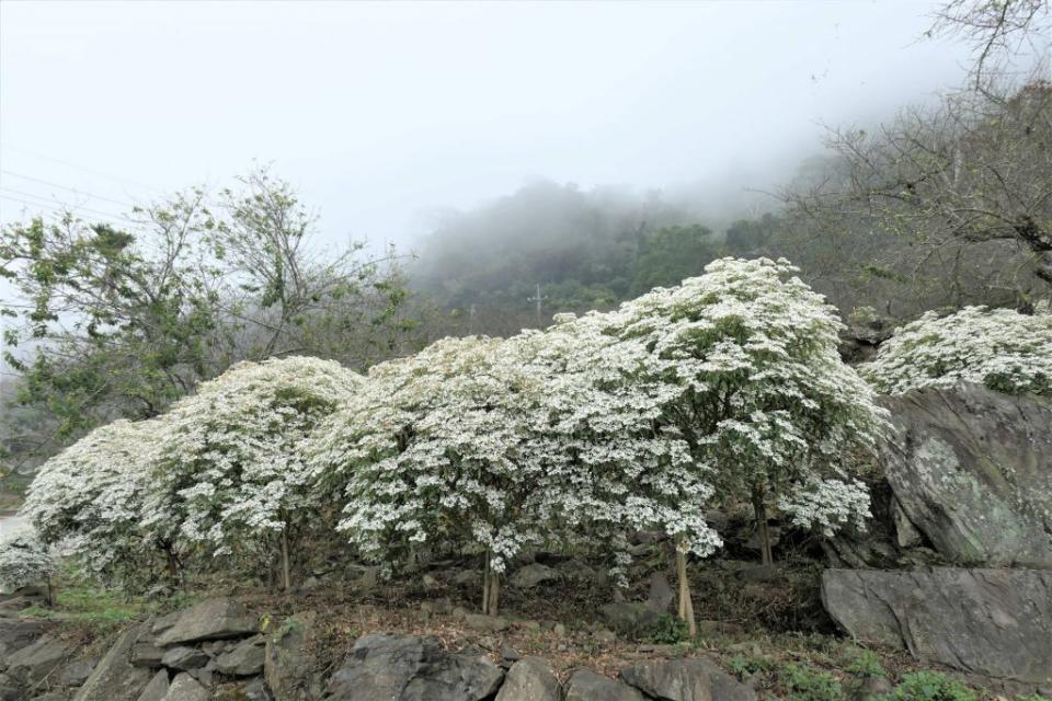 寒流來襲，高市六龜寶來的「聖誕白雪木」盛開，遊客可以來一場另類追雪兼泡湯。（記者鄭伯勝翻攝）