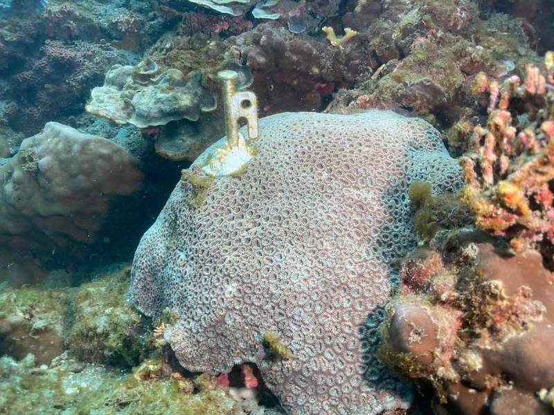 南方澳豆腐岬傳出海底珊瑚礁被釘上露營用營釘，環保人士潛水為珊瑚除害，拔出六根約十五公分長營釘。（民眾提供）