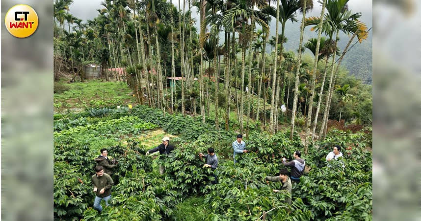 十位尋豆師上山尋找參加杯測成績優異的咖啡莊園，觀察咖啡樹生長狀況。（圖／高靜玉攝）