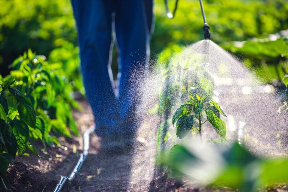 La aplicación de este tipo de feromonas reduciría (o incluso podría reemplazar) el uso de pesticidas | Earlham Institute