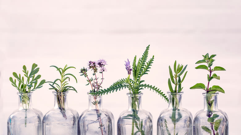 bottles of aromatic herbs lined up